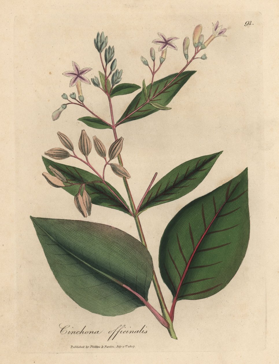 Kora peruwiańska o różowych kwiatach, Cinchona officinalis autorstwa James Sowerby