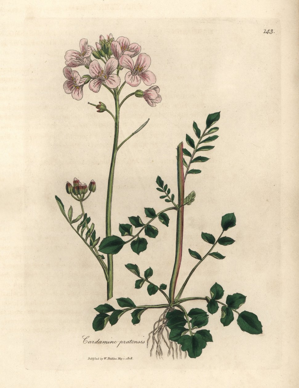 Damski fartuch w różowe kwiaty lub kwiat cuckow, Cardamine pratensis autorstwa James Sowerby