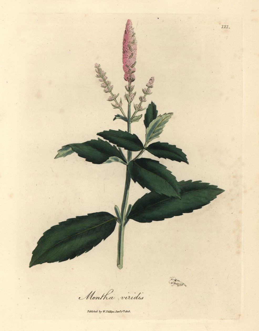 Mięta zielona o różowych kwiatach, Mentha viridis autorstwa James Sowerby