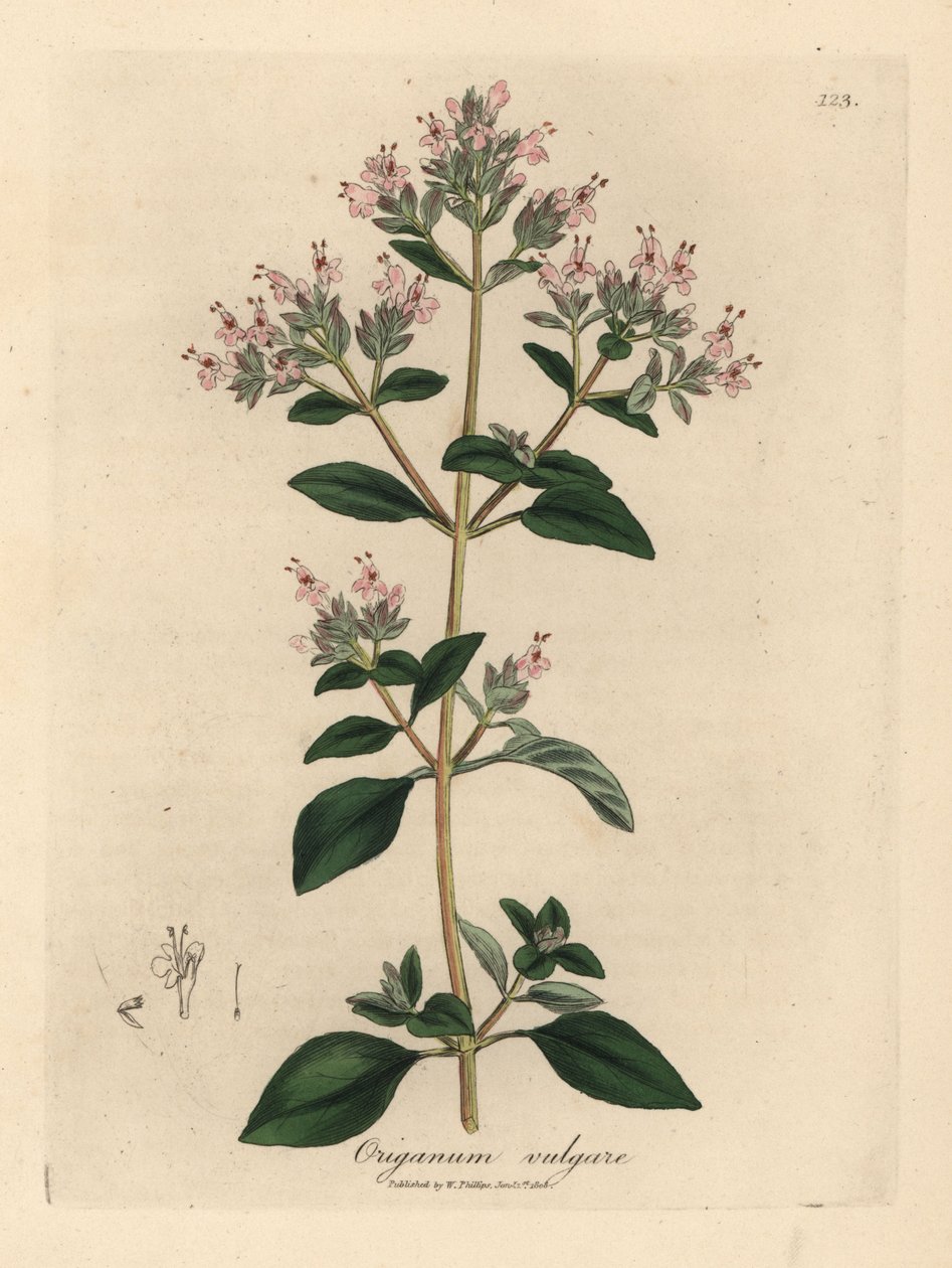 Różowo kwitnący dziki majeranek, Origanum vulgare autorstwa James Sowerby
