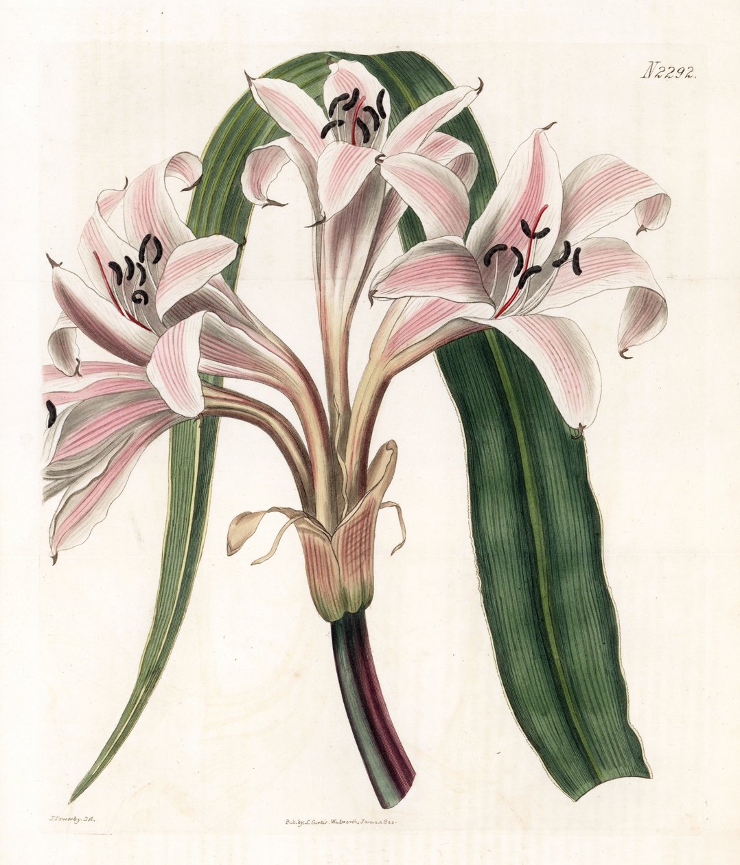Różowa lilia variete - Różowa lilia trąbkowa w paski, Crinum latifolium (Molucca crinum, Crinum moluccanum). Ręcznie kolorowany miedzioryt Weddella na podstawie ilustracji autorstwa Jamesa Sowerby