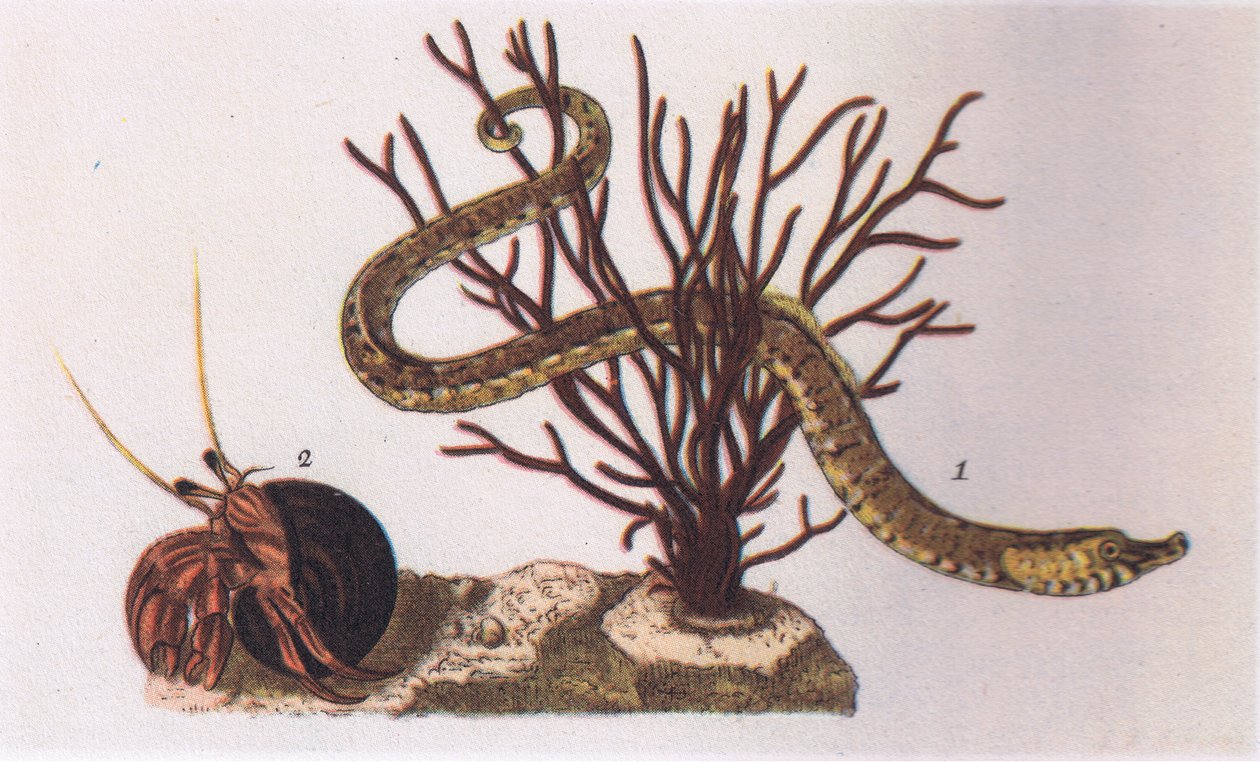 Pipe Fish and Hermit Crab, Nature in Britain, wyd. Collins, 1946 autorstwa James Sowerby