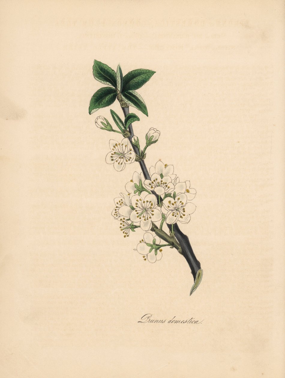 Śliwa - Śliwa pospolita, Prunus domestica. Zaczerpnięte z ilustracji Jamesa Sowerby