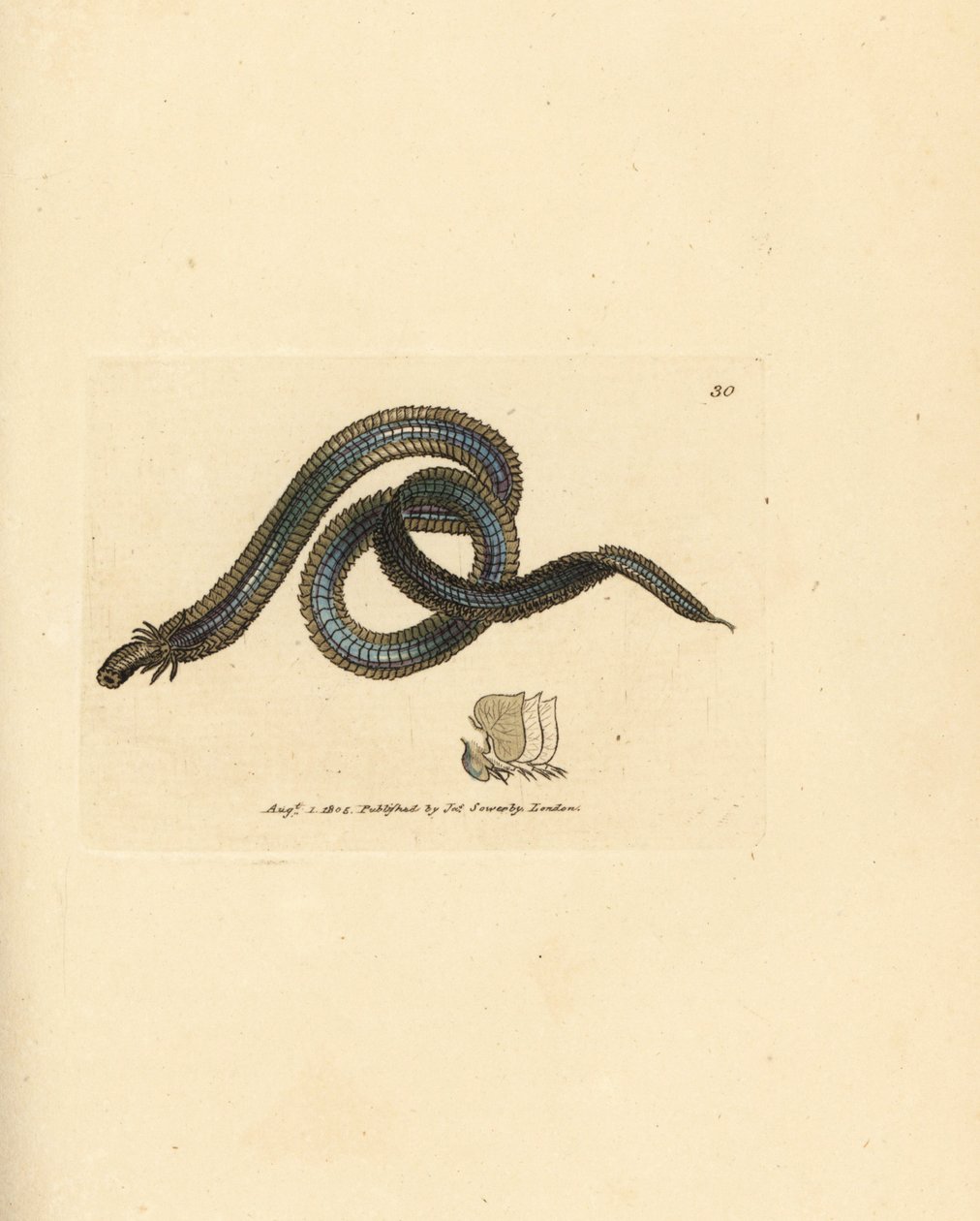 Wieloszczet, Phyllodoce lamelligera (Nereis lamelligera). Miedzioryt ręcznie barwiony autorstwa Jamesa Sowerby