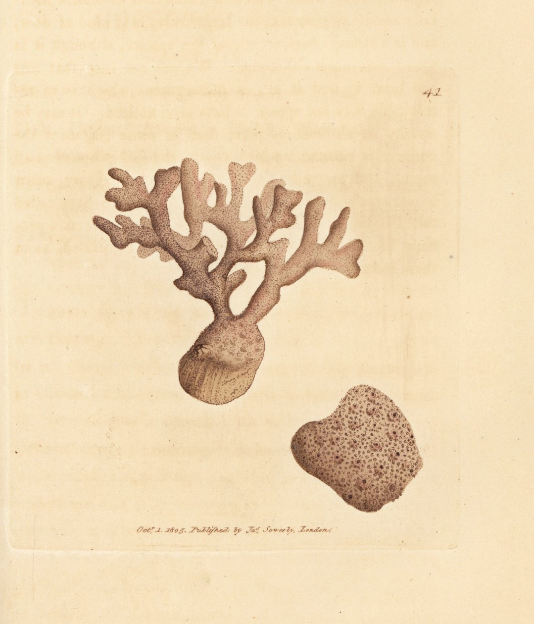 Porella compressa (Millepora compressa). Miedzioryt ręcznie barwiony autorstwa Jamesa Sowerby