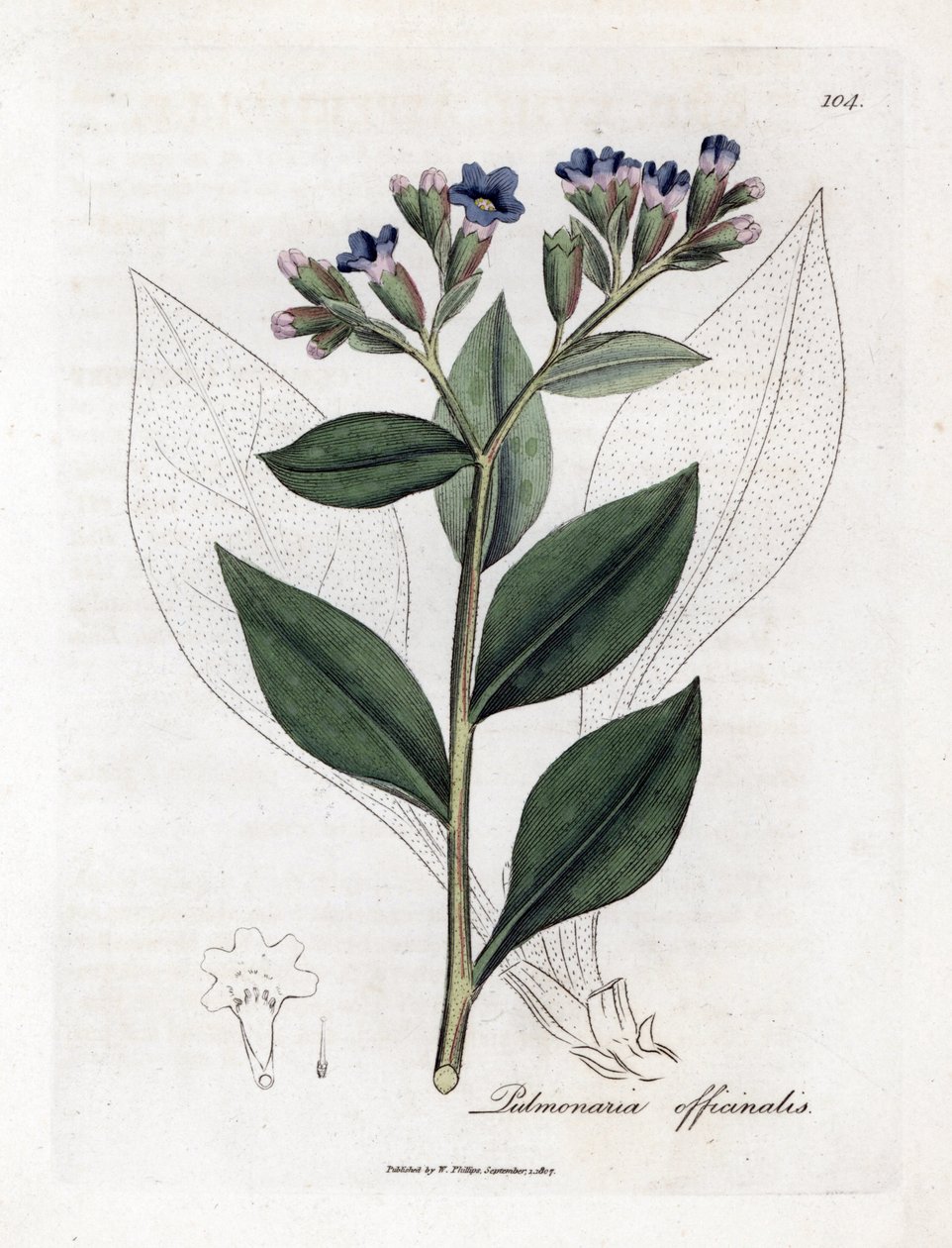 Pulmonary officinale - Miodówka lekarska, Pulmonia officinalis. Ręcznie kolorowany miedzioryt z ilustracji botanicznej autorstwa Jamesa Sowerby