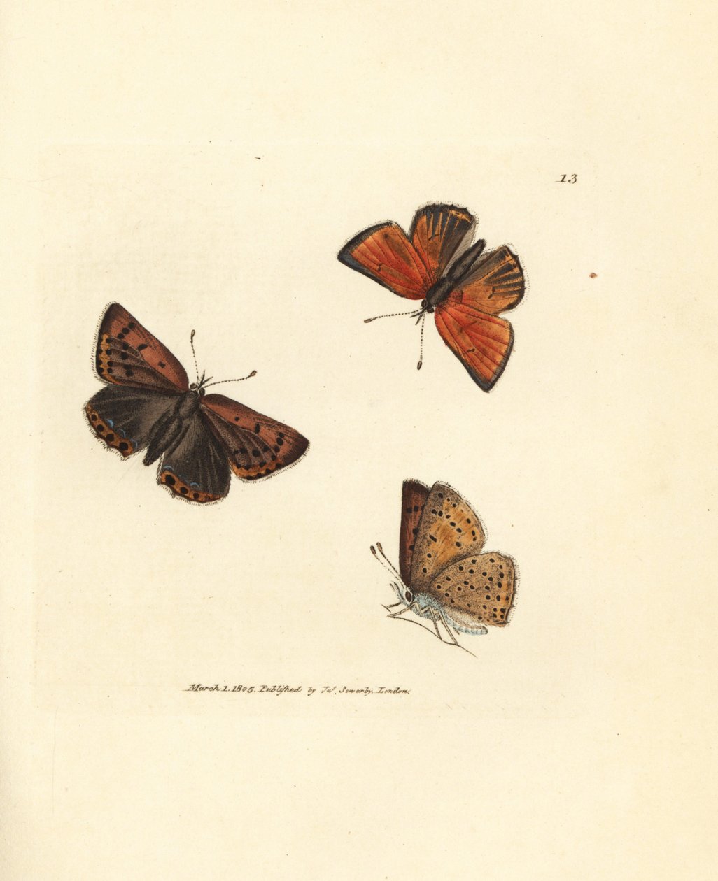 Miedziany motyl o czystych krawędziach, Lycaena hippothoe. Miedzioryt ręcznie barwiony autorstwa Jamesa Sowerby