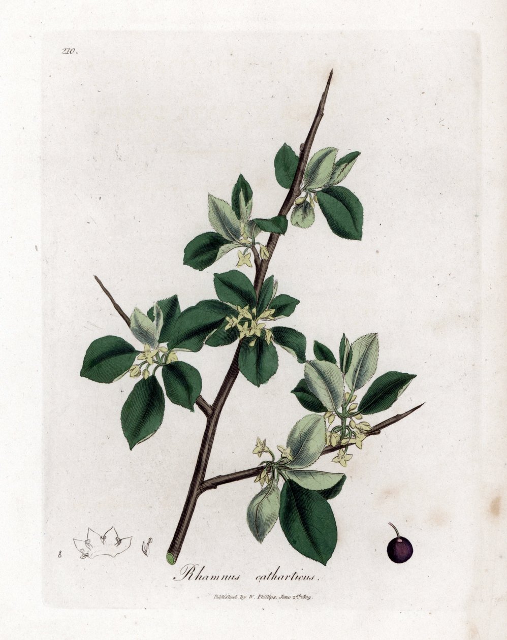 Rokitnik przeczyszczający lub przeczyszczający - Rokitnik przeczyszczający, Rhamnus catharticus. Ręcznie kolorowany miedzioryt z ilustracji botanicznej autorstwa Jamesa Sowerby