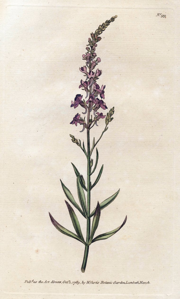 Purple Linar - Litografia de James Sowerby (1757-1822), da William Curtis
