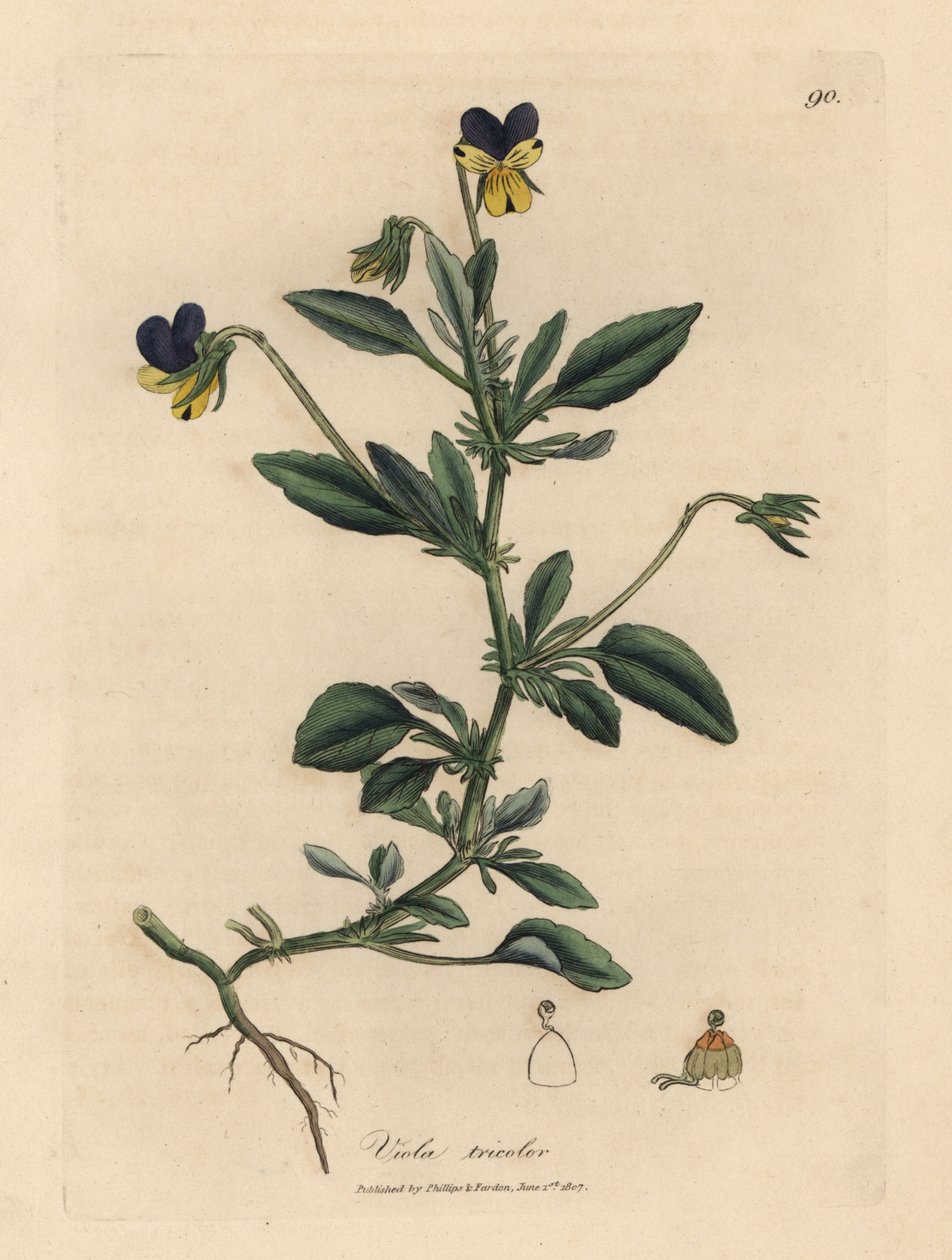 Fioletowy i żółty bratek, Viola tricolor autorstwa James Sowerby