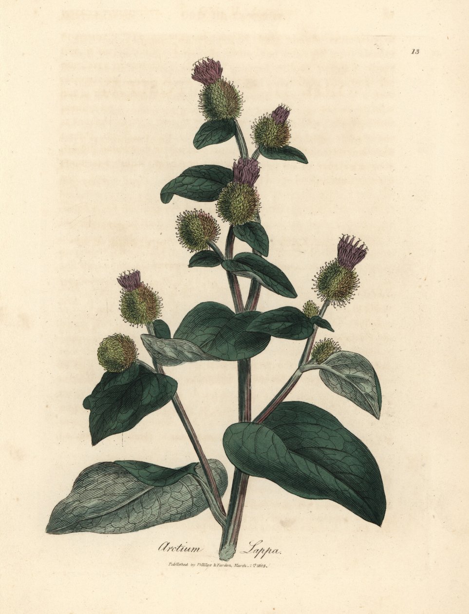 Łopian o purpurowych kwiatach, Arctium lappa autorstwa James Sowerby