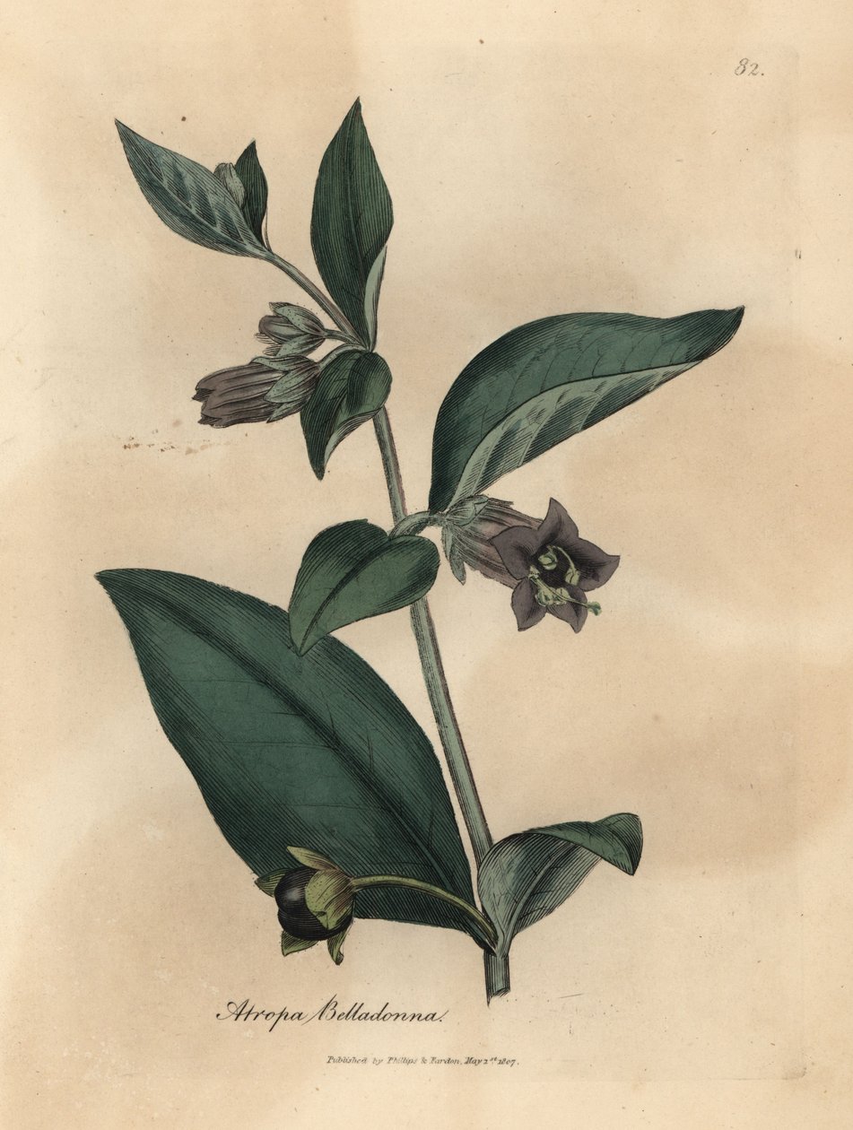 Śmiertelnie psiankowata o fioletowych kwiatach, Atropa belladonna autorstwa James Sowerby