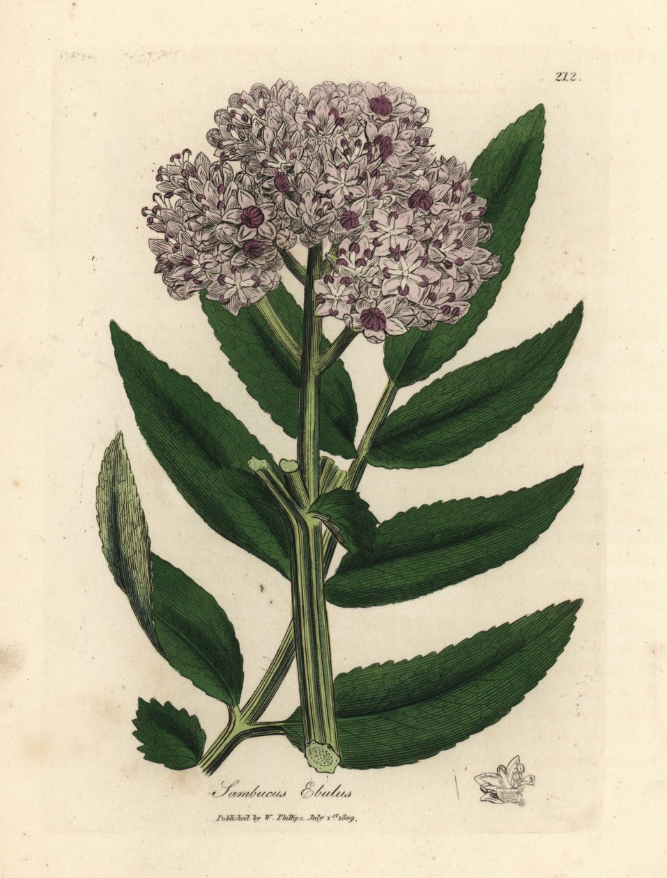 Fioletowo kwitnące karłowate drzewo czarnego bzu, Sambucus ebulus autorstwa James Sowerby