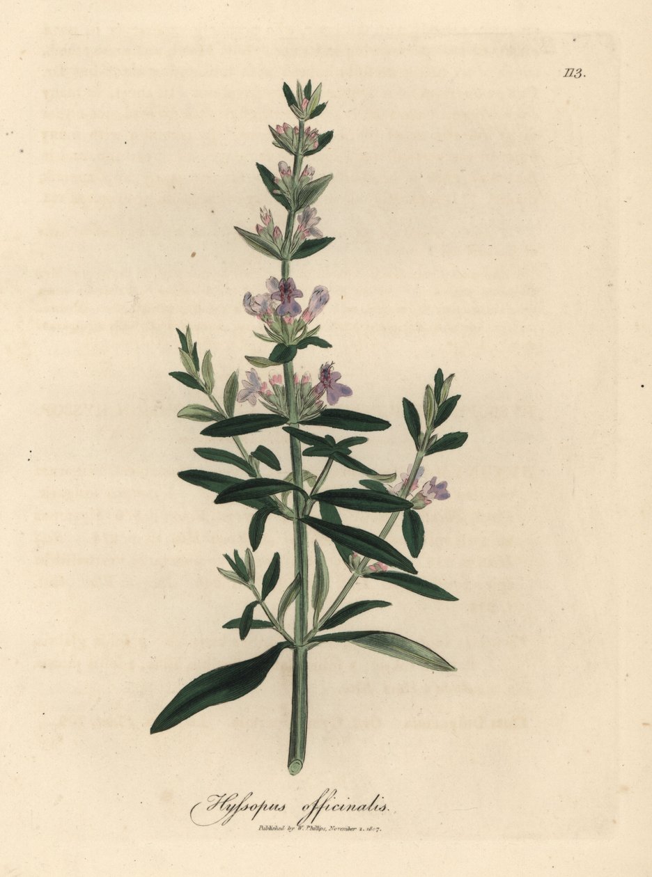 Fioletowo kwitnący hizop, Hyssopus officinalis autorstwa James Sowerby