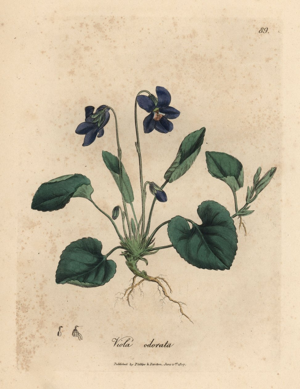 Fioletowo kwitnący słodki fiołek, Viola odorata autorstwa James Sowerby