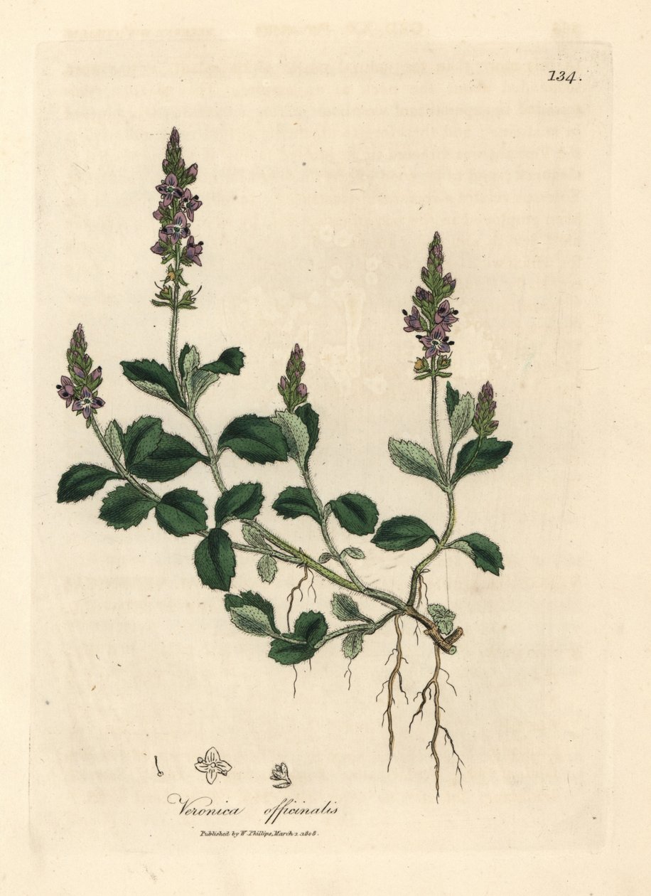 Fioletowo kwitnąca veronica, Veronica officinalis autorstwa James Sowerby