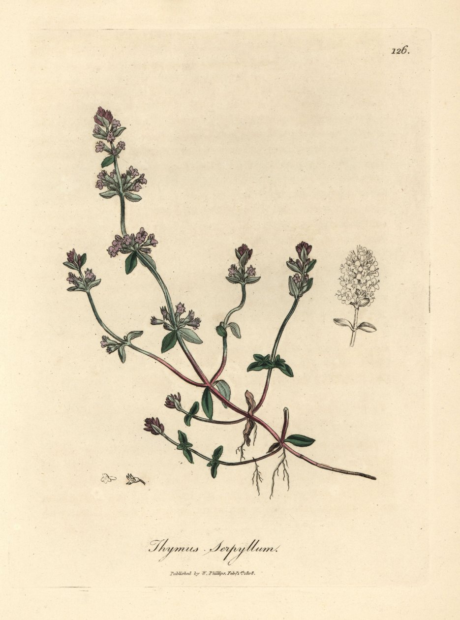 Tymianek dziki o fioletowych kwiatach, Thymus serpyllum autorstwa James Sowerby
