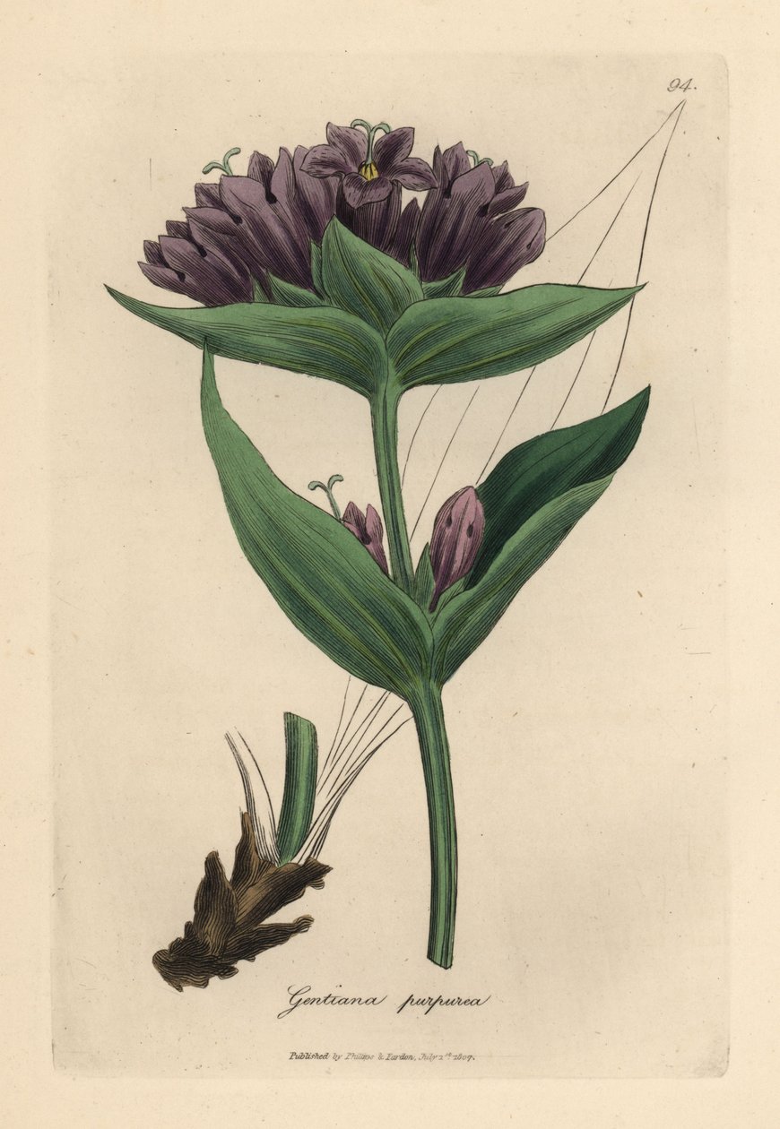 Purpurowa goryczka, Gentiana purpurea autorstwa James Sowerby