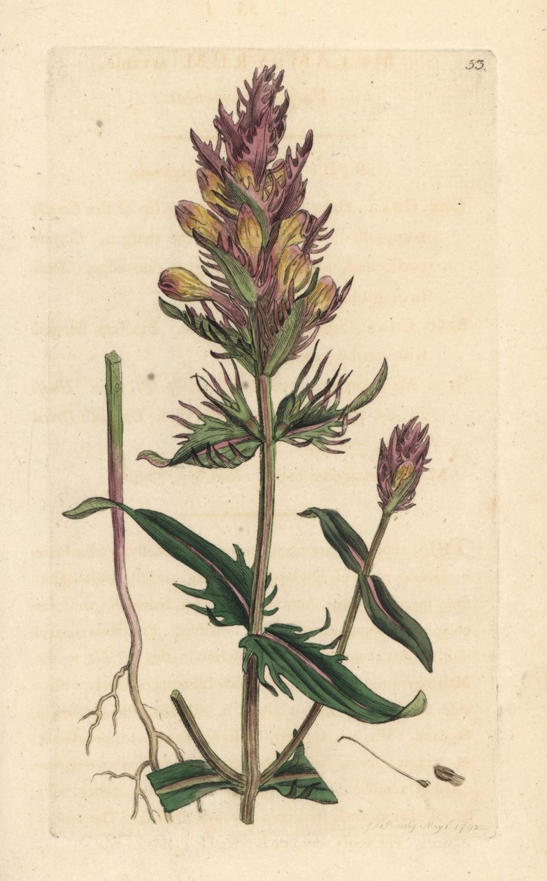 Pszenica purpurowa lub polna, Melampyrum arvense Odręczny miedzioryt według ilustracji Jamesa Sowerby