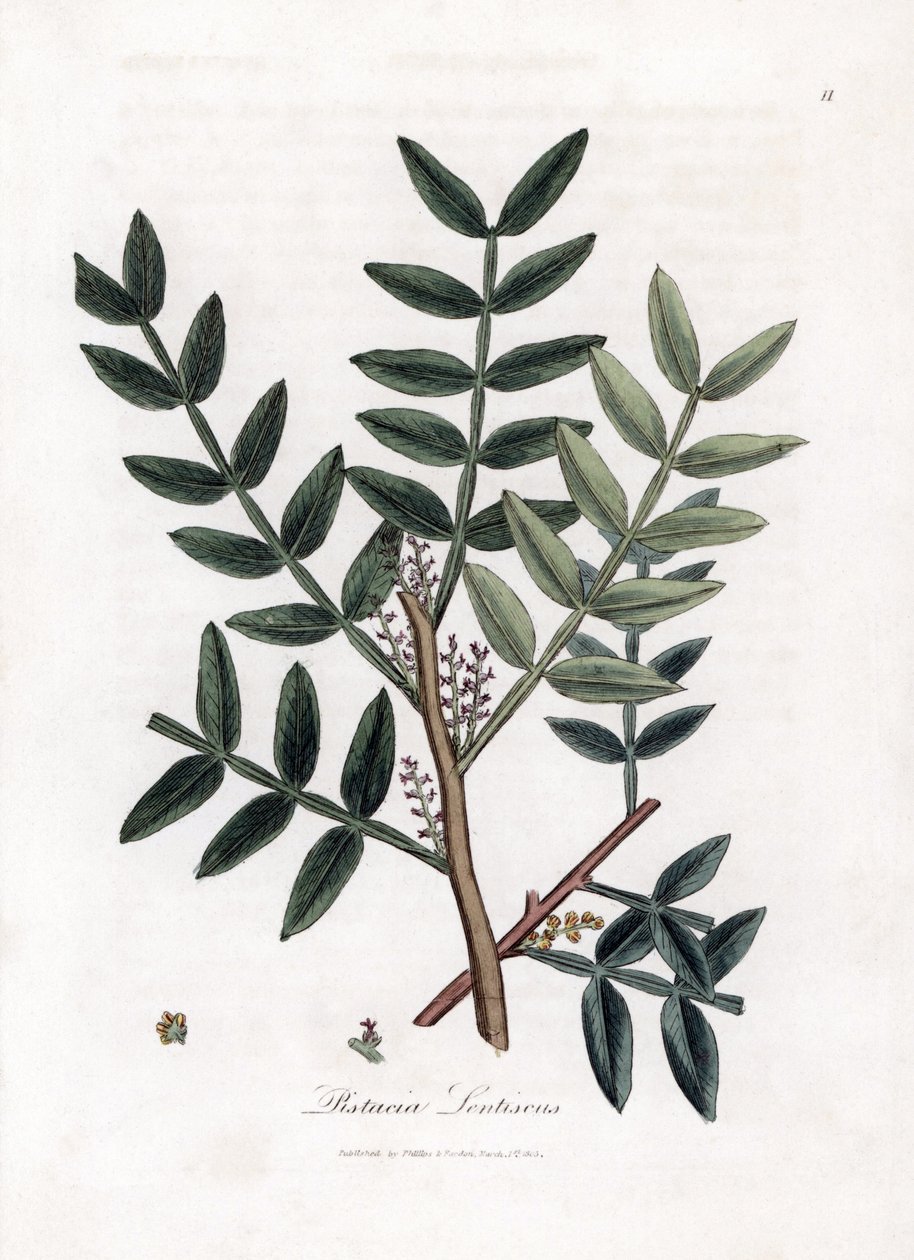 Drzewo szpachlowe lub pistacja lentiscus - Drzewo szpachlowe, Pistacia lentiscus. Ręcznie kolorowany miedzioryt z ilustracji botanicznej autorstwa Jamesa Sowerby
