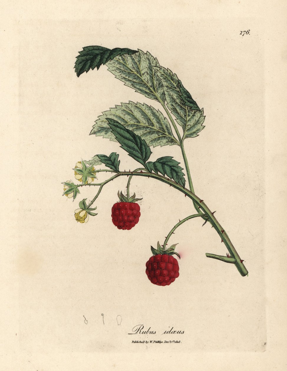 Malinowy krzak z dojrzałymi owocami i żółtymi kwiatami, Rubus idaeus autorstwa James Sowerby