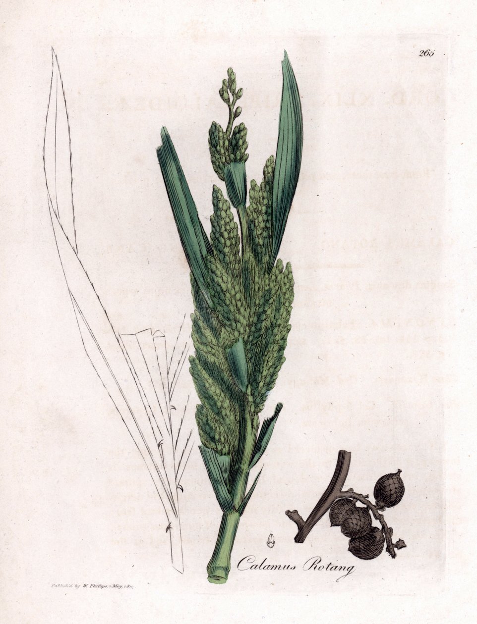 Rattan Palm - Rotang trzcina, Calamus rotang. Ręcznie kolorowany miedzioryt z ilustracji botanicznej autorstwa Jamesa Sowerby