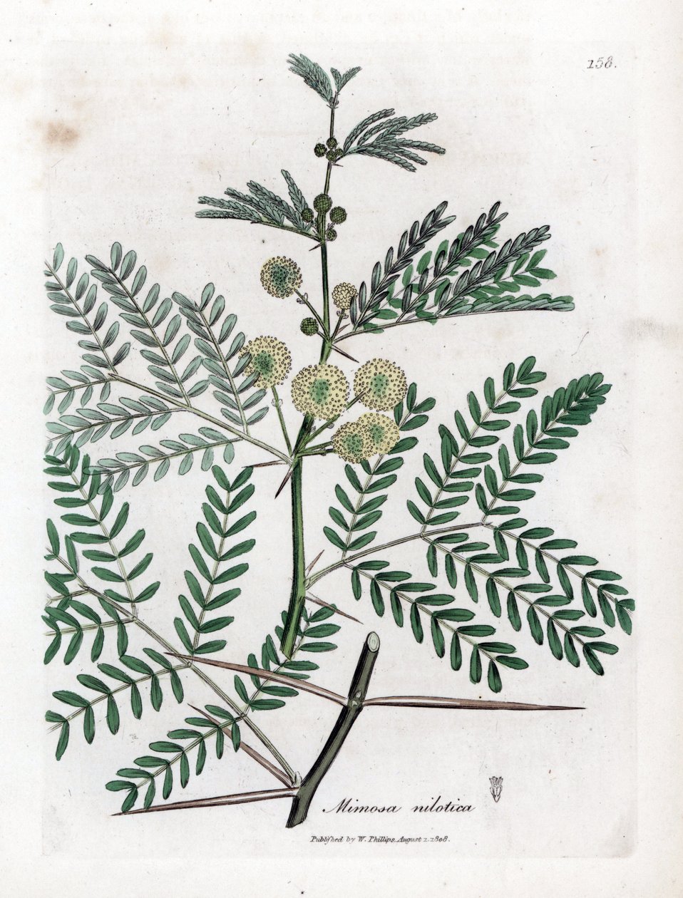 Red Gum - Guma arabska, Acacia nilotica. Ręcznie kolorowany miedzioryt z ilustracji botanicznej autorstwa Jamesa Sowerby