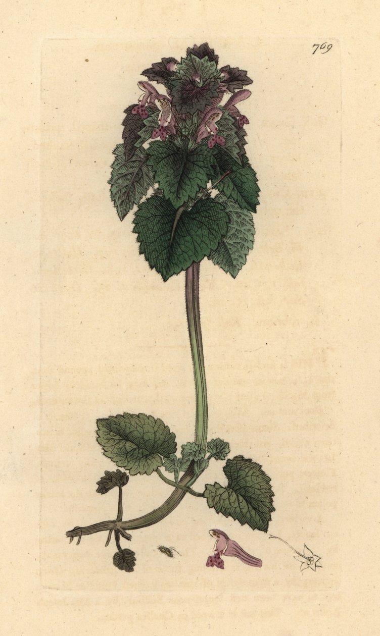 Czerwona pokrzywa , Lamium purpureum Odręczny miedzioryt według rysunku Jamesa Sowerby