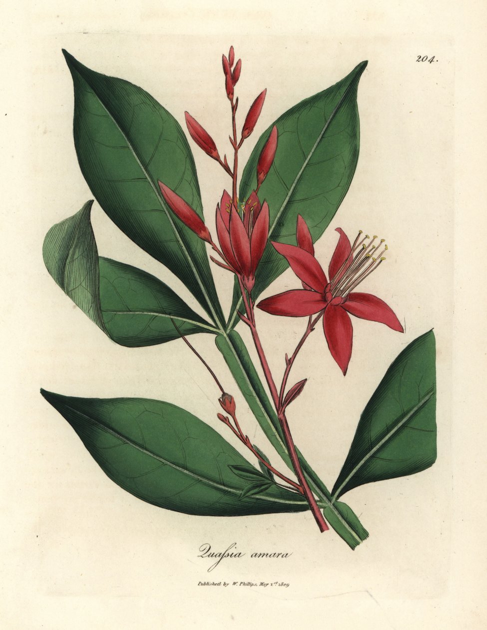 Gorzka quassia o czerwonych kwiatach, Quassia amara autorstwa James Sowerby