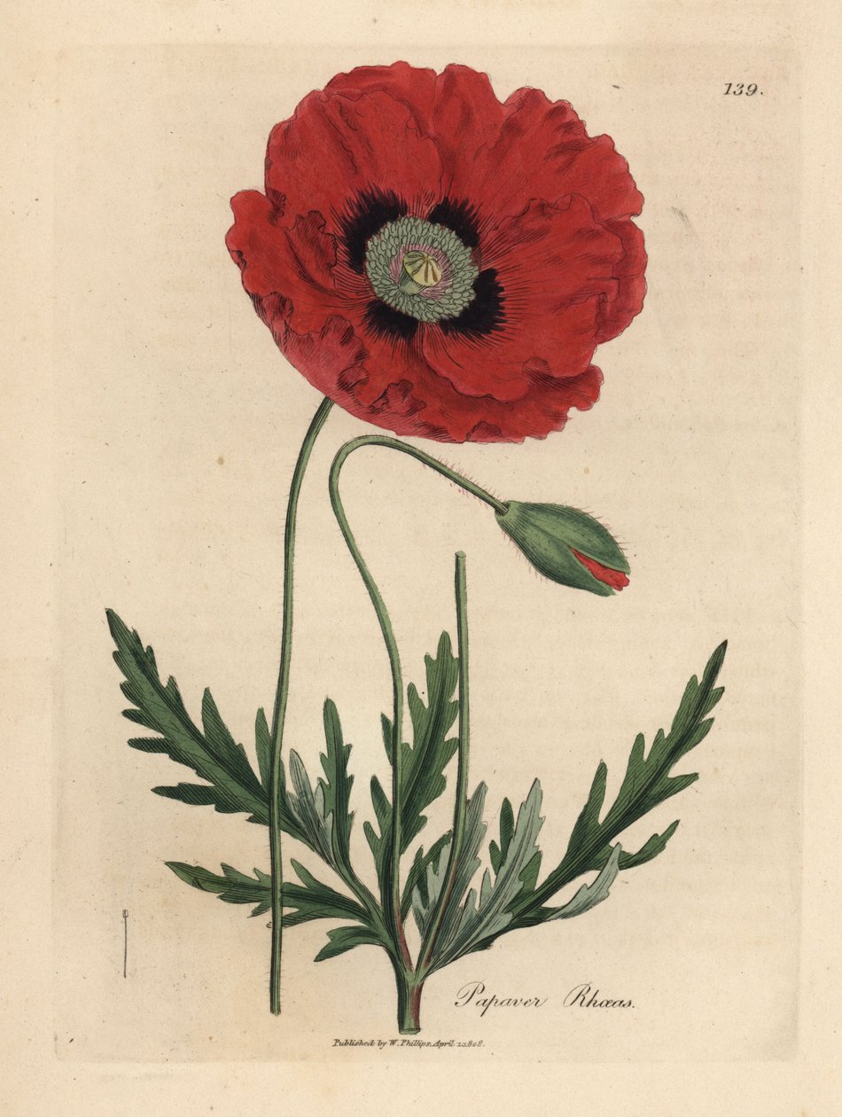 Mak czerwony lub kukurydziany, Papaver rhoeas autorstwa James Sowerby