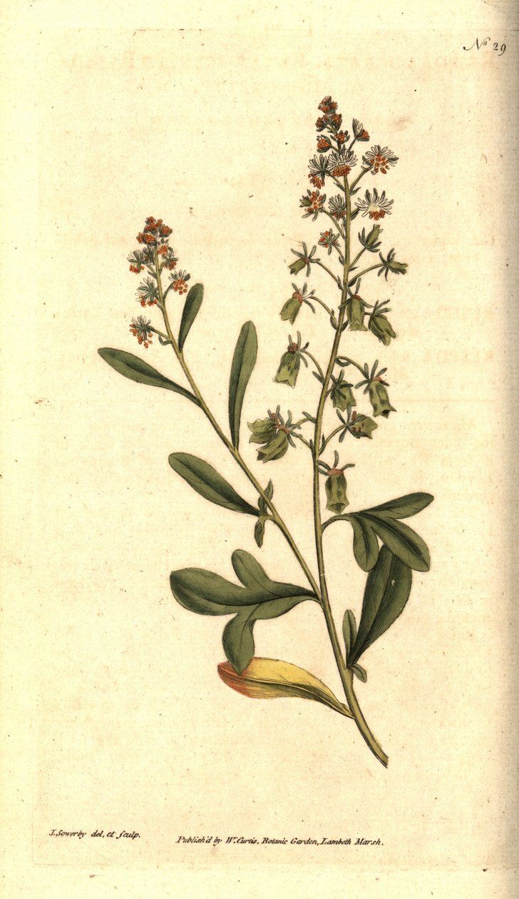 Reseda odorant - Słodko pachnąca reseda lub mignonette, Reseda odorata. Ręcznie grawerowany miedzioryt i ilustracja botaniczna autorstwa Jamesa Sowerby