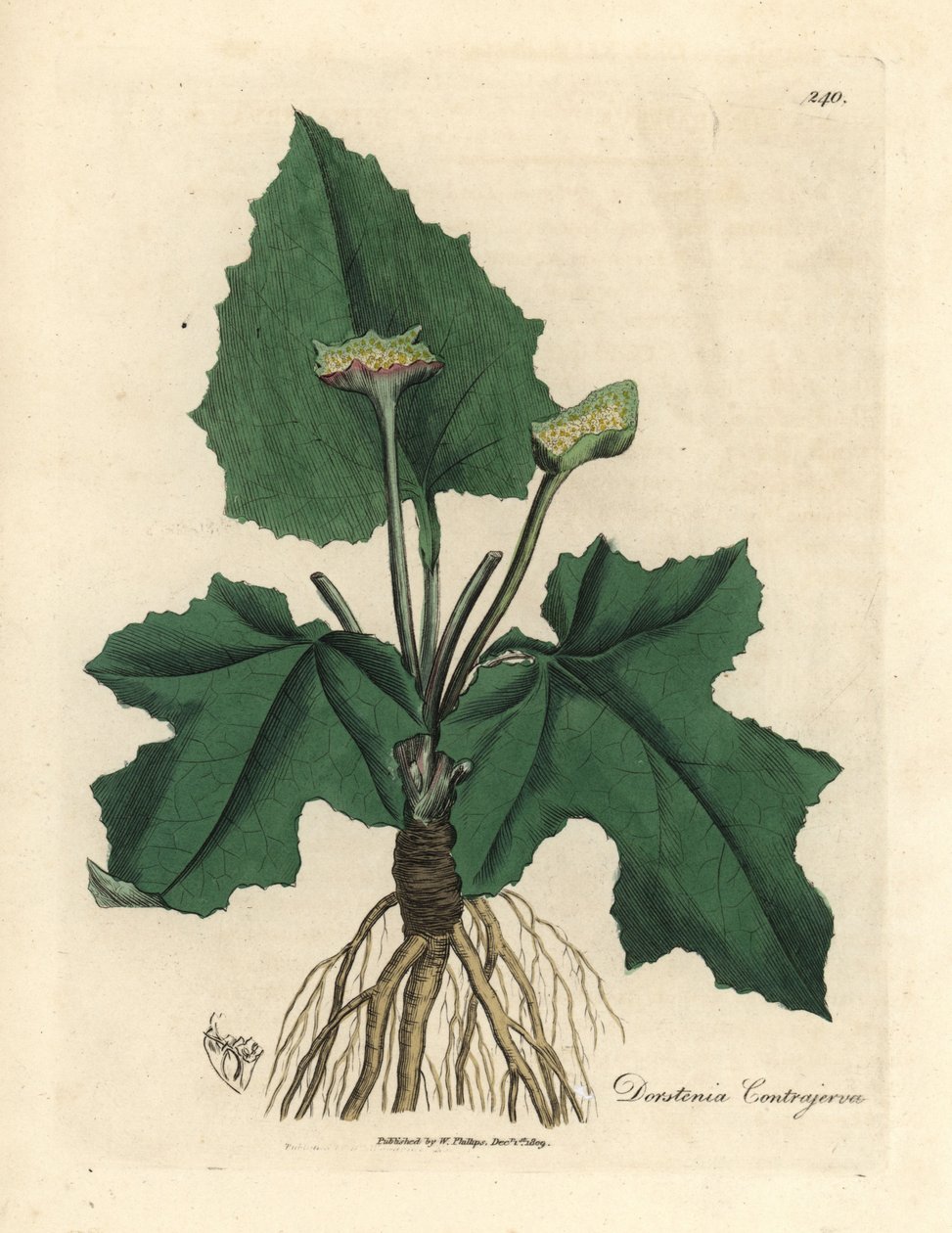 Korzenie, kłącze, liście i kwiat contrayerva, Dorstenia contrajerva autorstwa James Sowerby