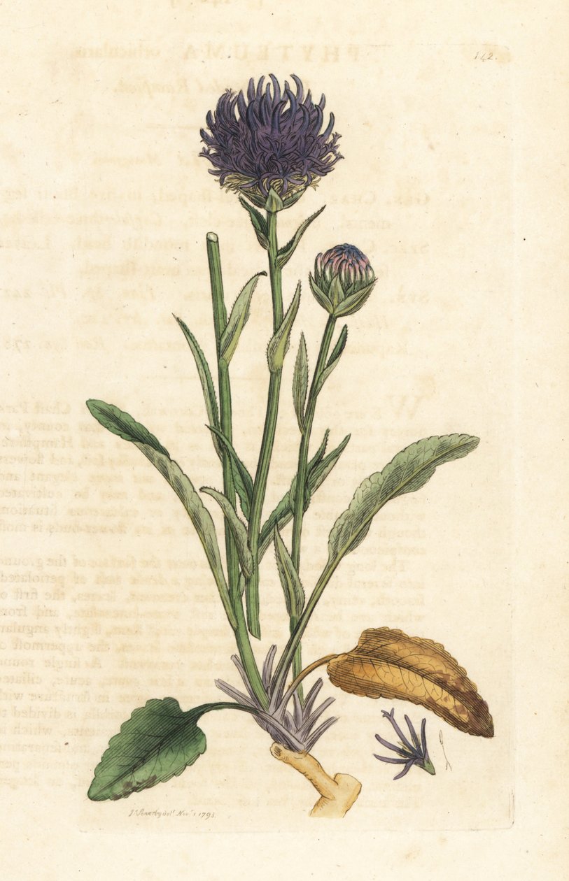 Rapunzel okrągłogłowy, Phyteuma orbiculare (Phyteuma orbicularis) (Orbicular Rapunzel) Ręcznie kolorowany miedzioryt według ilustracji Jamesa Sowerby