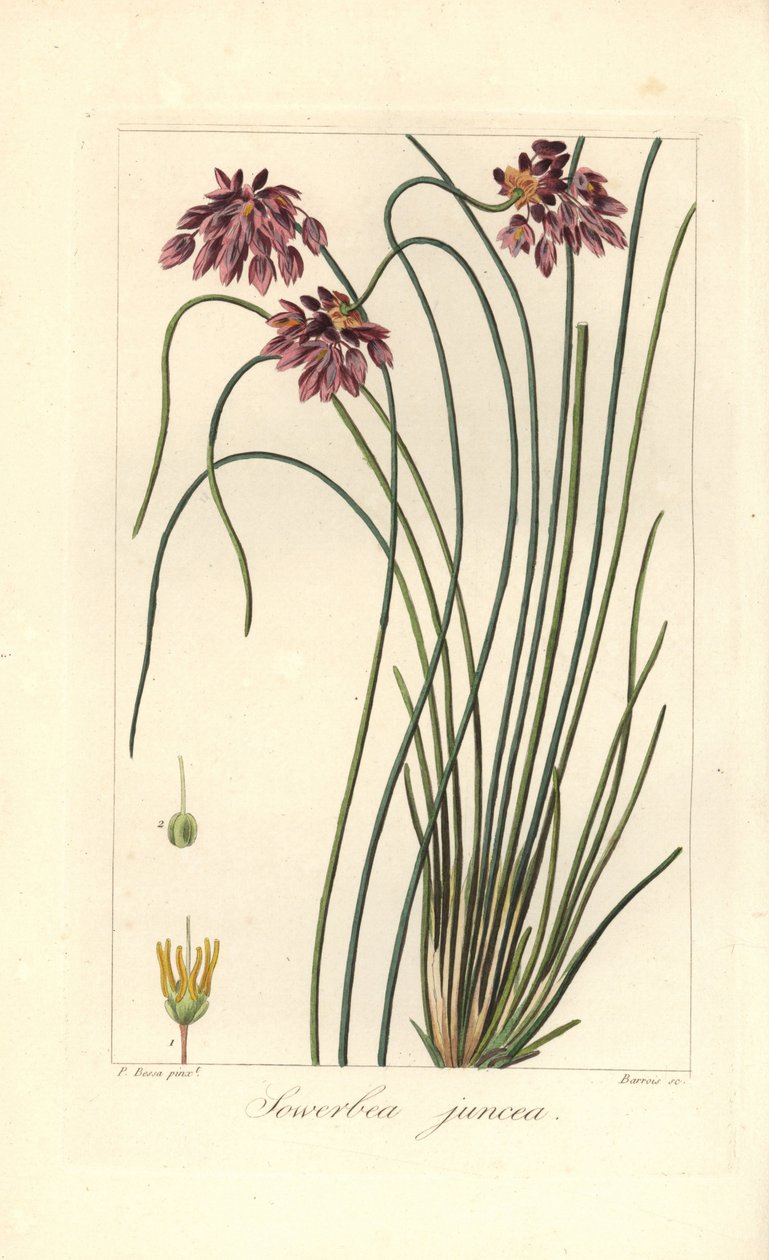 Rush lilia, Sowerbaea juncea, pochodzi z Australii. Nazwany na cześć artysty botanicznego Jamesa Sowerby
