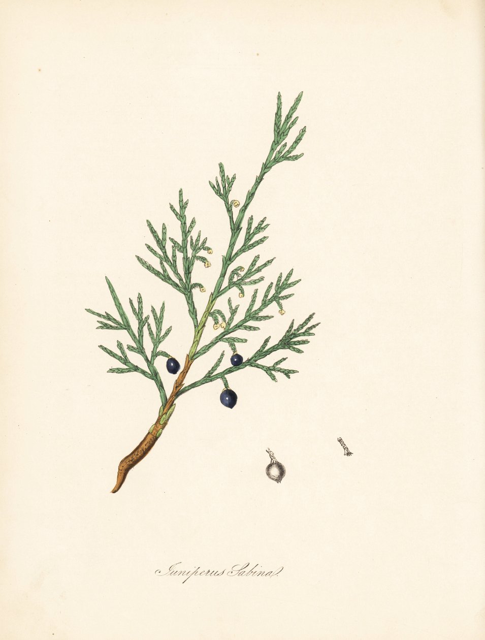 Sabine jałowiec - Savin pospolity lub jałowiec savin, Juniperus sabina. Zaczerpnięte z ilustracji Jamesa Sowerby