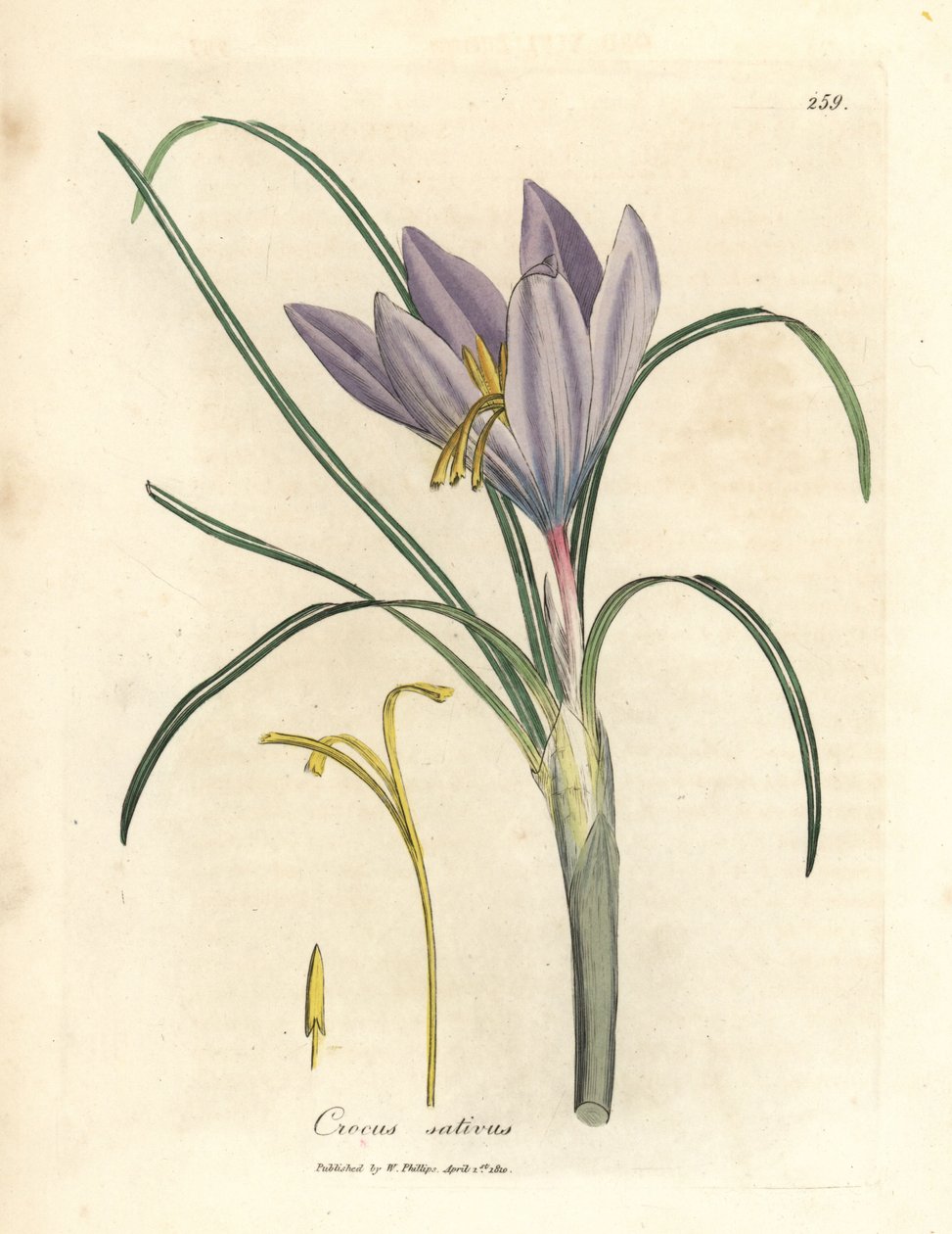 Шафран крокус, полировка Crocus sativus autorstwa James Sowerby