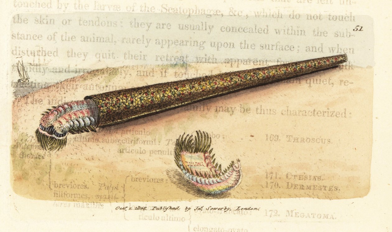 Lagarta anelídeo construtora de tubos de areia, Pectinaria belgica (Nereis pectinata). Gravura em placa de cobre colorida à mão por James Sowerby de The British Miscellany, ou figuras coloridas de assuntos animais novos, raros ou pouco conhecidos.polonês autorstwa James Sowerby