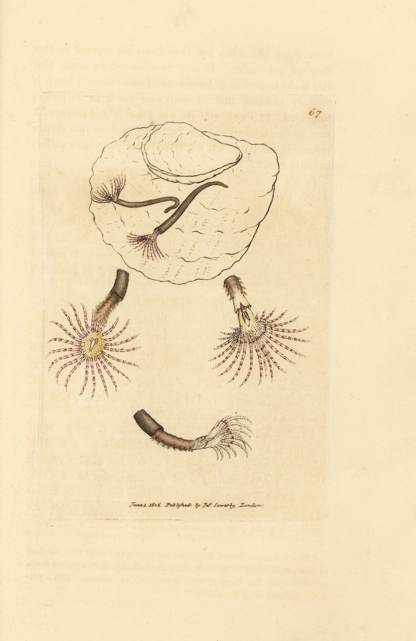 Verme da areia com antenas carmesim, Amphitrite rosea. Gravura em placa de cobre colorida à mão por James Sowerby de The British Miscellany, ou figuras coloridas de assuntos animais novos, raros ou pouco conhecidos.polonês autorstwa James Sowerby