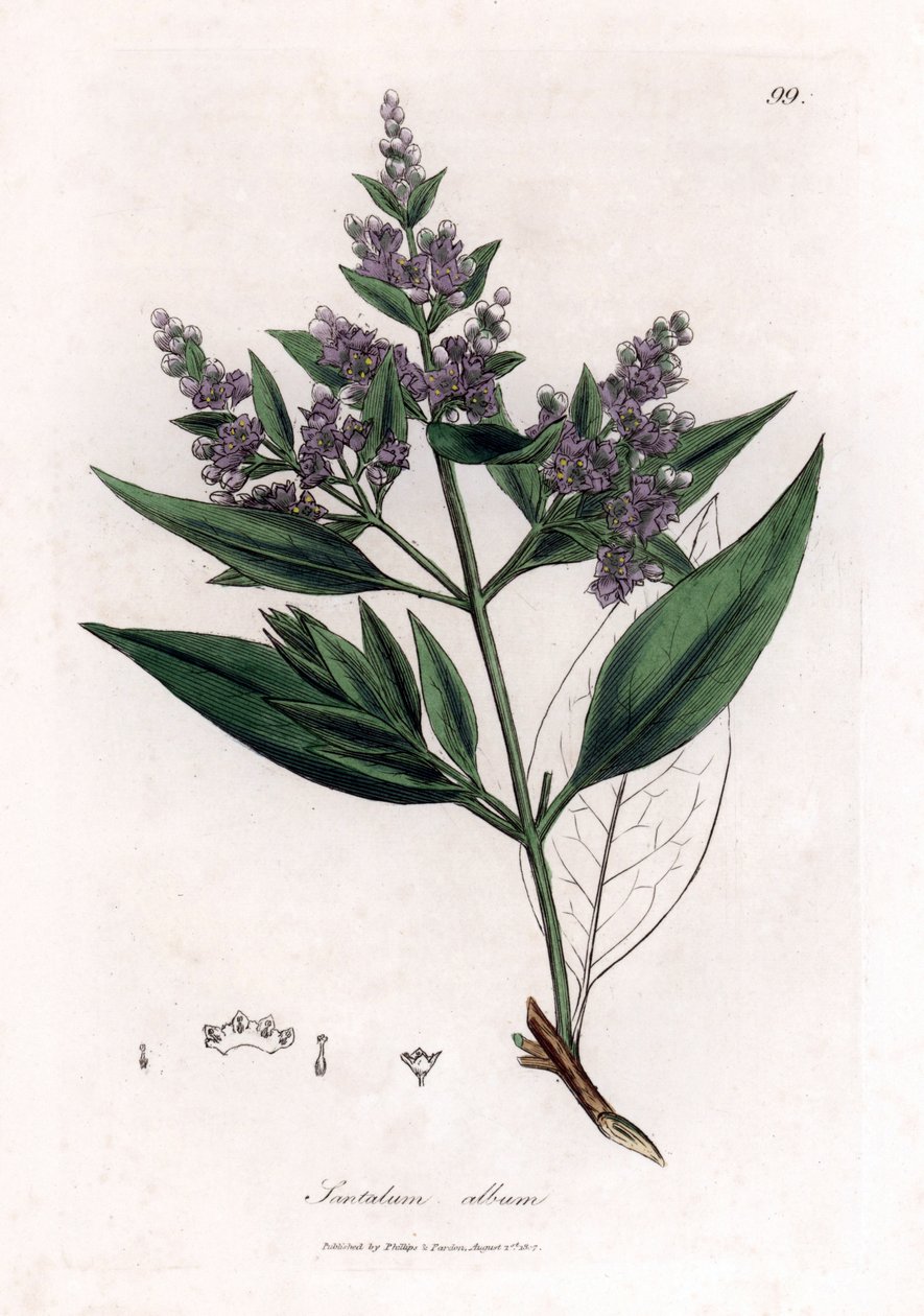 Sandalwood - Indyjskie drzewo sandałowe, Santalum album. Wrażliwy. Ręcznie kolorowany miedzioryt z ilustracji botanicznej autorstwa Jamesa Sowerby