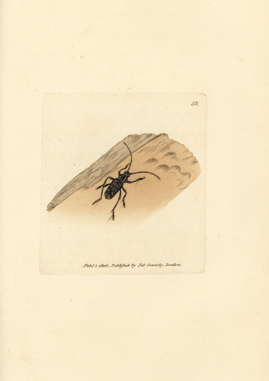 Besouro Sarosesthes fulminans (Cerambyx fulminans). Gravura em placa de cobre colorida à mão por James Sowerby de The British Miscellany, ou figuras coloridas de assuntos animais novos, raros ou pouco conhecidos.polonês autorstwa James Sowerby