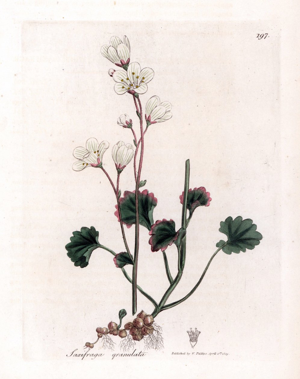Saxifrage granulee lub bulbbles - biała skalnica, Saxifraga granulata. Ręcznie kolorowany miedzioryt z ilustracji botanicznej autorstwa Jamesa Sowerby