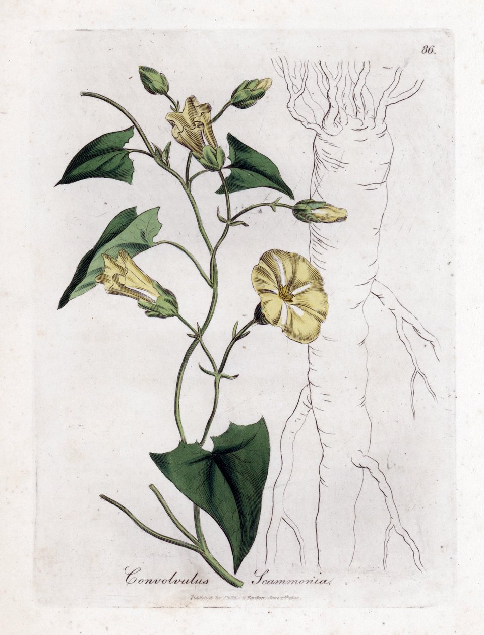 Scamonee - Scammony powój, Convolvulus scammonia. Ręcznie kolorowany miedzioryt z ilustracji botanicznej autorstwa Jamesa Sowerby