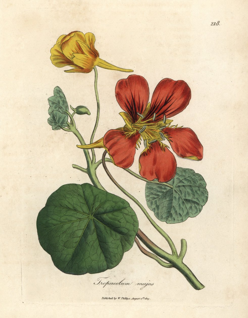 Agrião-da-Índia florido escarlate e amarelo, Tropaeolum majus polonês autorstwa James Sowerby
