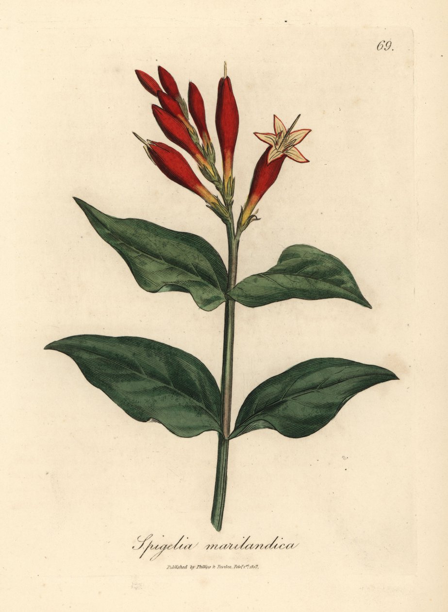 Szkarłatny kwitnący indyjski różowy, Spigelia marilandica autorstwa James Sowerby