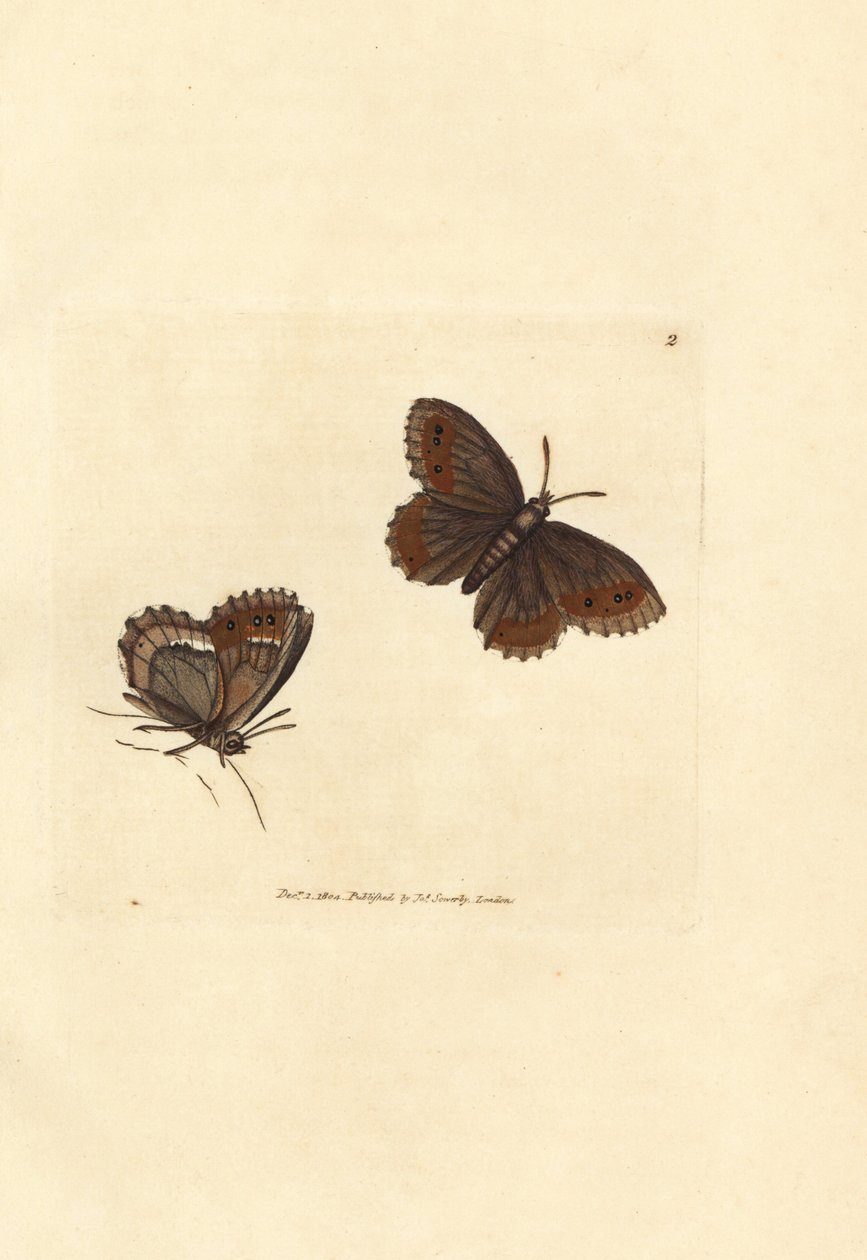 Motyl szkocki Argus, Erebia aethiops (Papilio blandina). Ręcznie kolorowany miedzioryt autorstwa Jamesa Sowerby