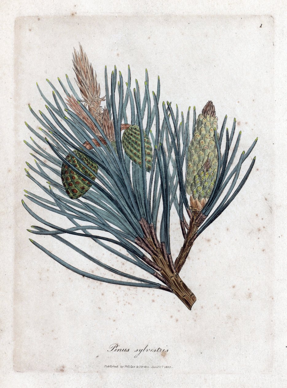 Sosna zwyczajna - jodła zwyczajna lub sosna zwyczajna, Pinus sylvestris. Ręcznie kolorowany miedzioryt z ilustracji botanicznej autorstwa Jamesa Sowerby