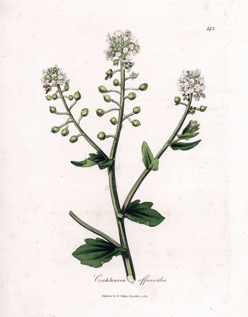 Scurvygrass, Cochlearia officinalis. Ręcznie kolorowany miedzioryt z ilustracji botanicznej autorstwa Jamesa Sowerby