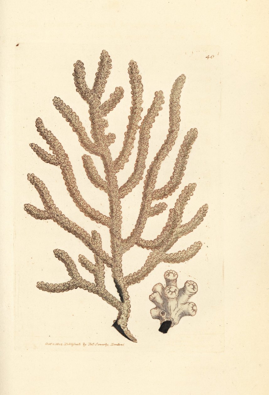 Wachlarz morski, gatunek Gorgonia (Slender gorgonia, Gorgonia viminalis?). Ręcznie kolorowany miedzioryt autorstwa Jamesa Sowerby
