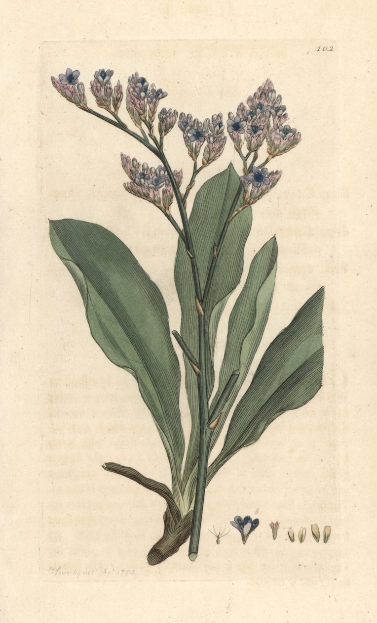Lawenda morska, Limonium vulgare (Statice limonium) (lawenda morska) Ręcznie kolorowany miedzioryt według ilustracji Jamesa Sowerby