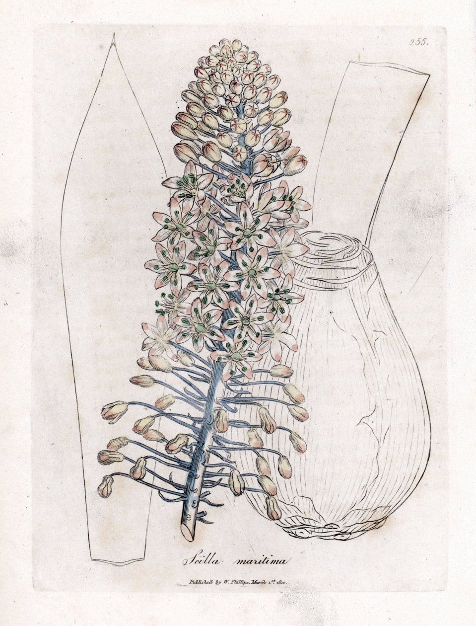 Cebula morska lub cebula, Drimia maritima. Ręcznie kolorowany miedzioryt z ilustracji botanicznej autorstwa Jamesa Sowerby